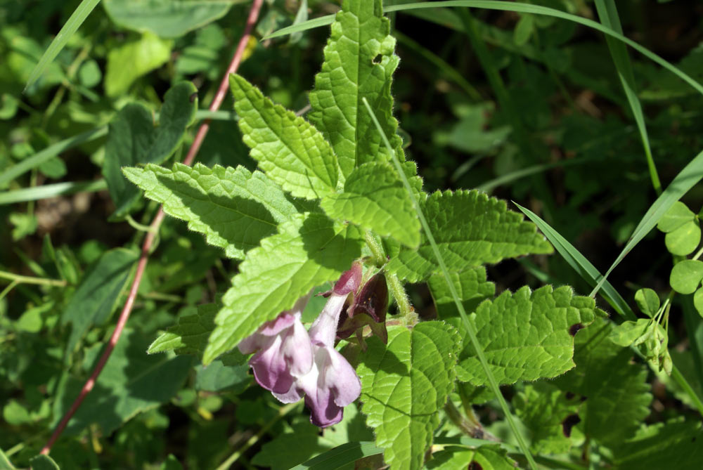 Appeennino umbro - Melittis melissophyllum