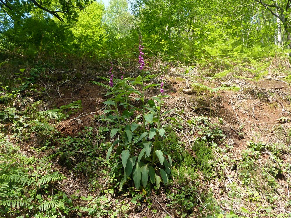 Digitalis purpurea / Digitale rossa