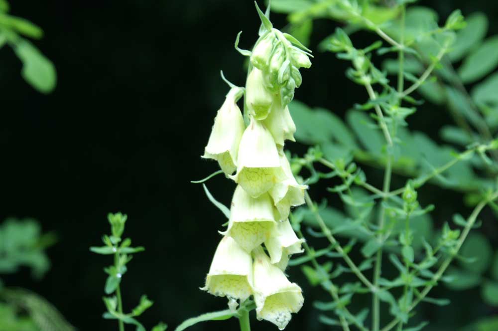 Digitalis grandiflora / Digitale gialla grande