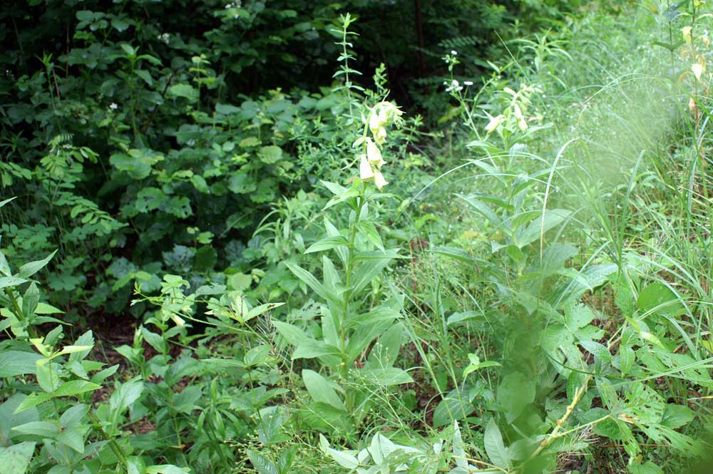 Digitalis grandiflora / Digitale gialla grande