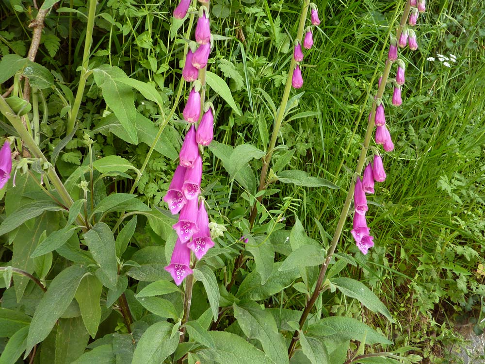 Digitalis purpurea / Digitale rossa