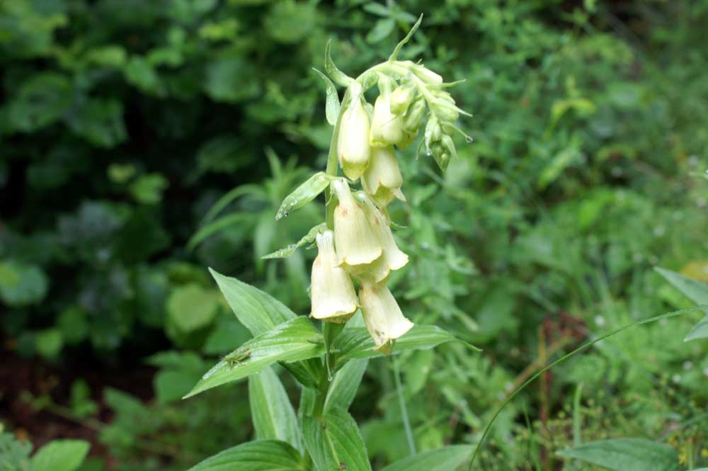 Digitalis grandiflora / Digitale gialla grande