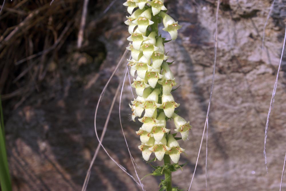 Digitalis lutea  / Digitale gialla piccola