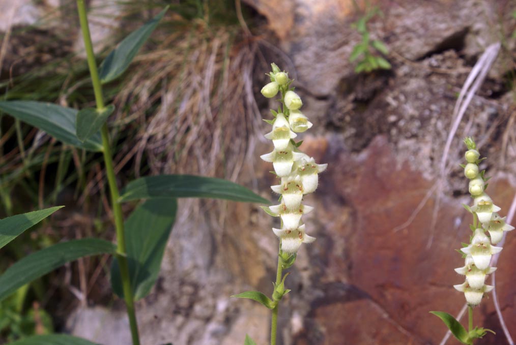 Digitalis lutea  / Digitale gialla piccola