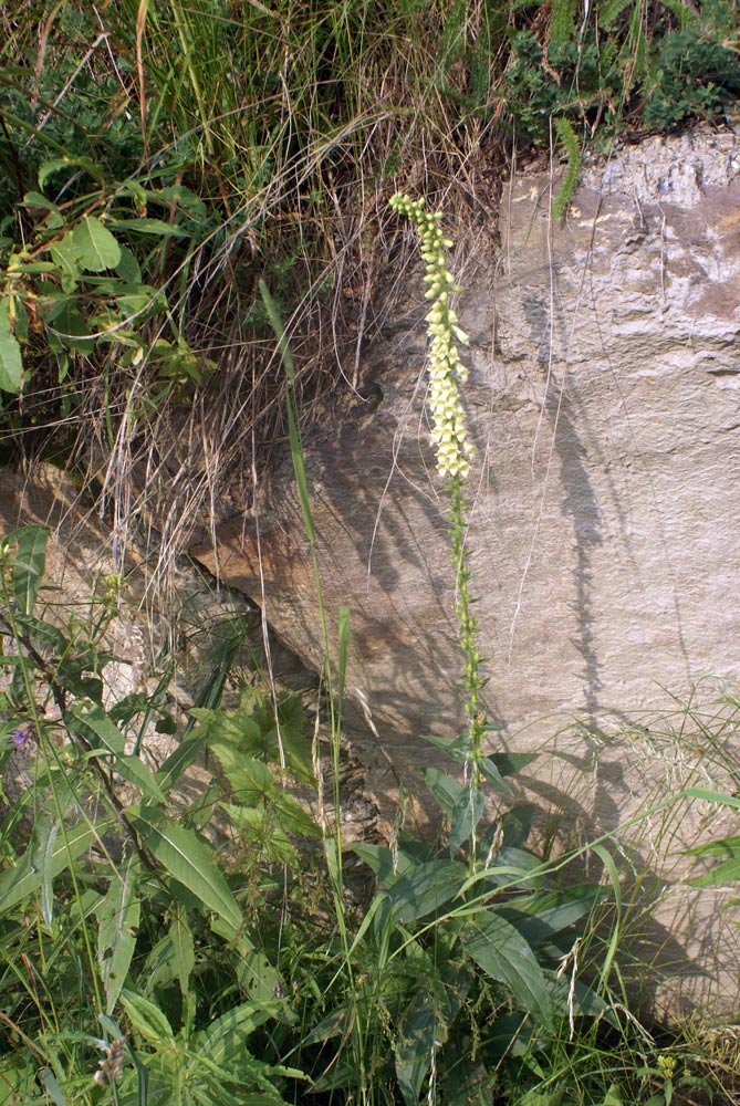 Digitalis lutea  / Digitale gialla piccola