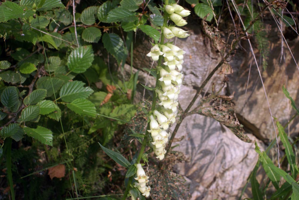 Digitalis lutea  / Digitale gialla piccola