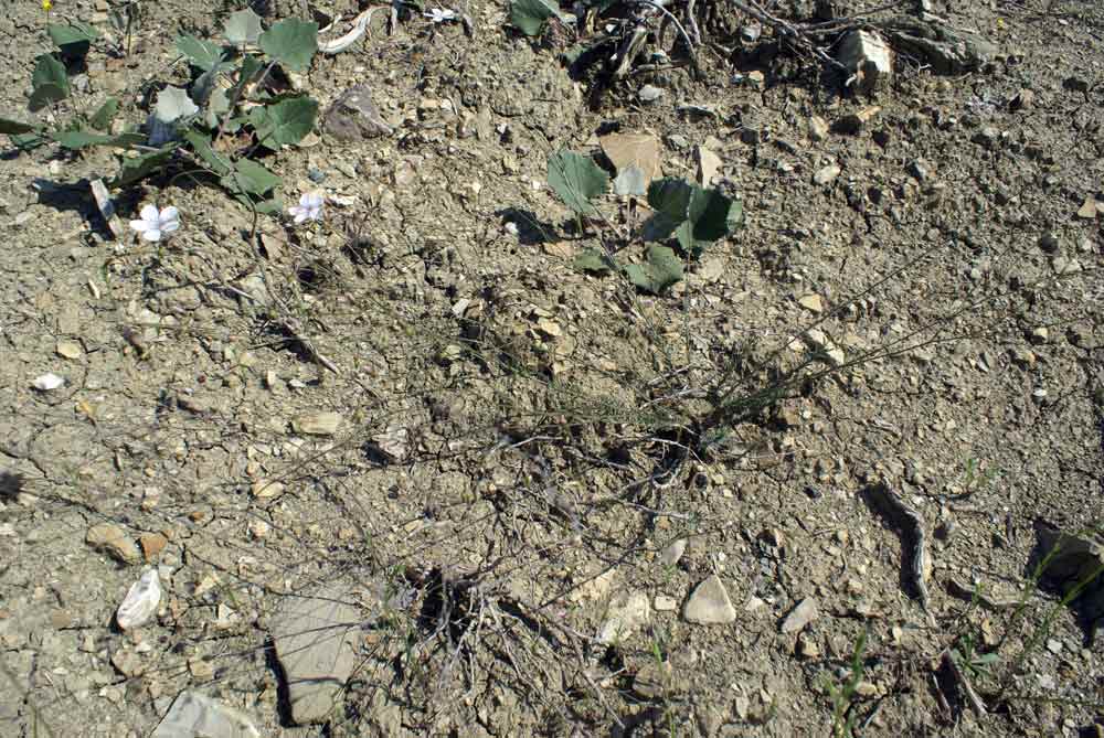 Appennino umbro:  Linum tenuifolium