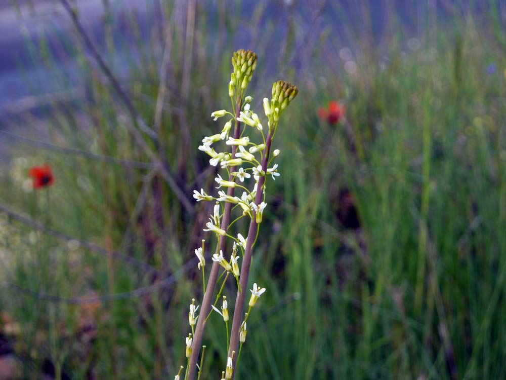 Spagna, sul ciglio dello sterrato... - Arabis sp.