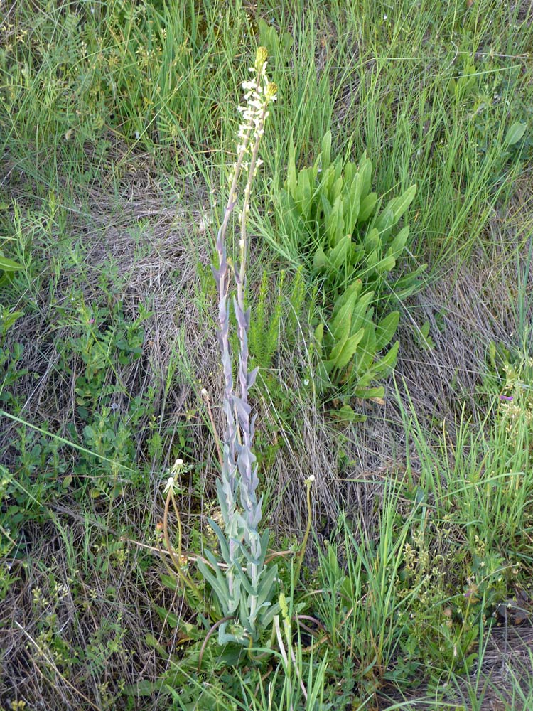 Spagna, sul ciglio dello sterrato... - Arabis sp.