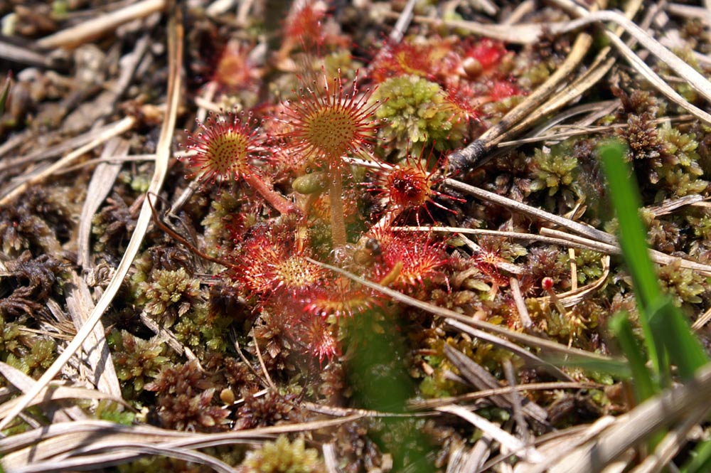 Drosera rotundifolia