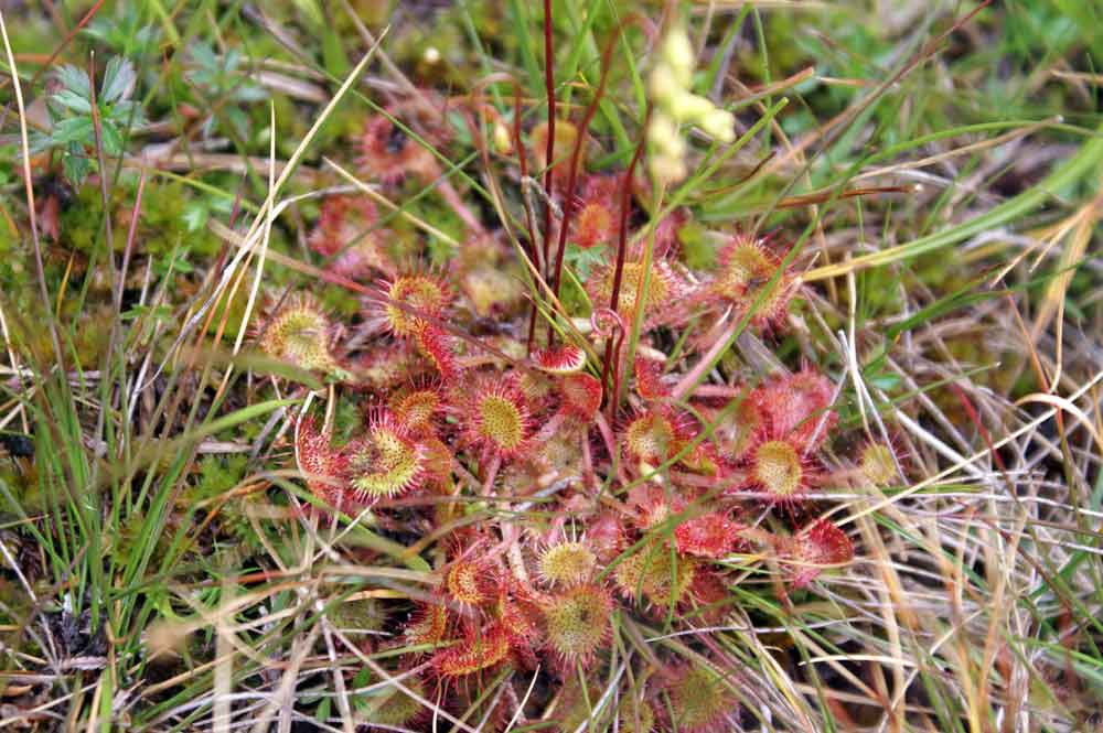 Drosera rotundifolia