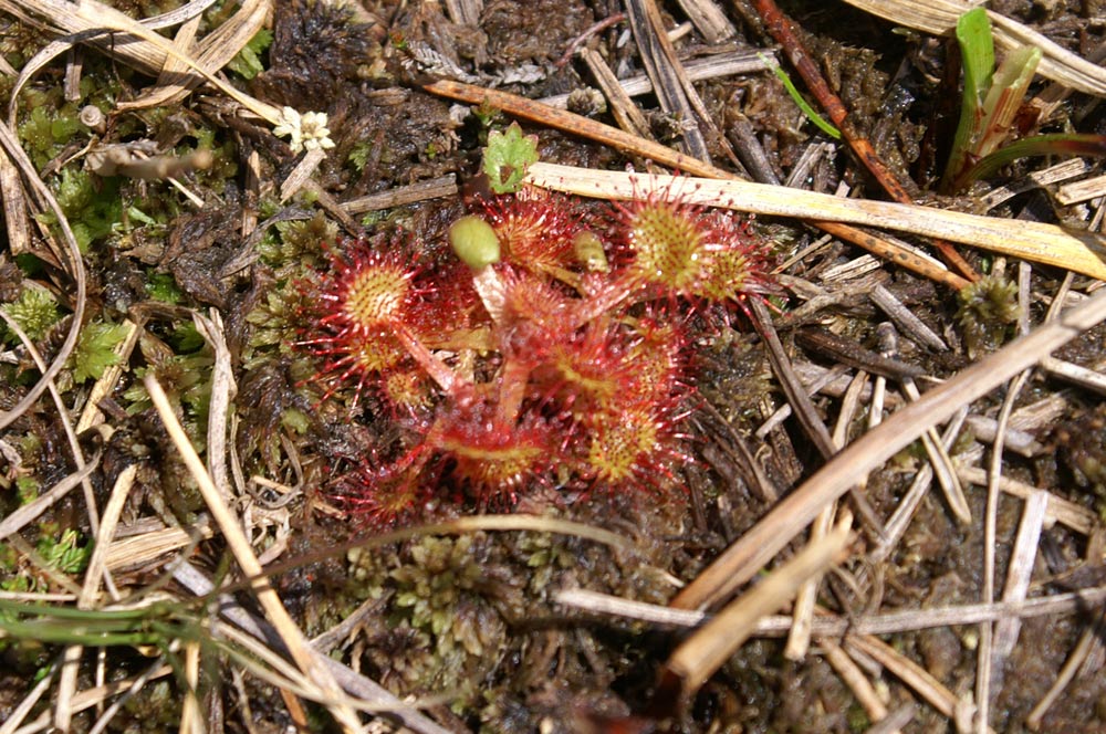 Drosera rotundifolia