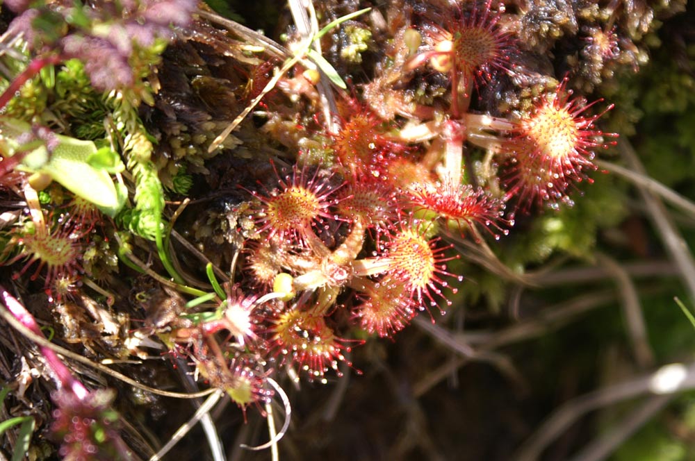 Drosera rotundifolia