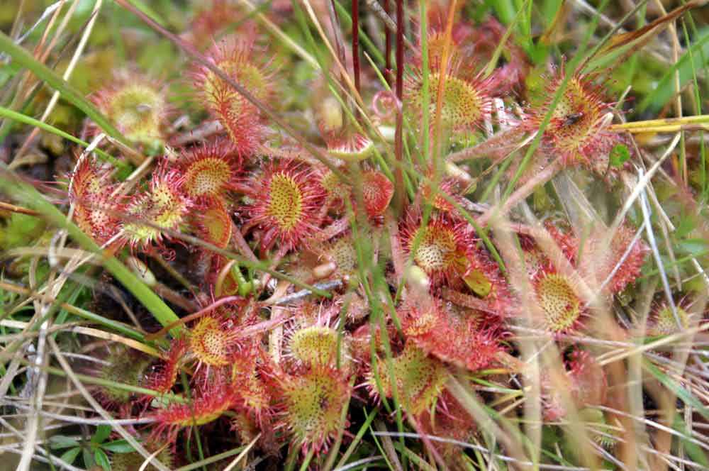 Drosera rotundifolia