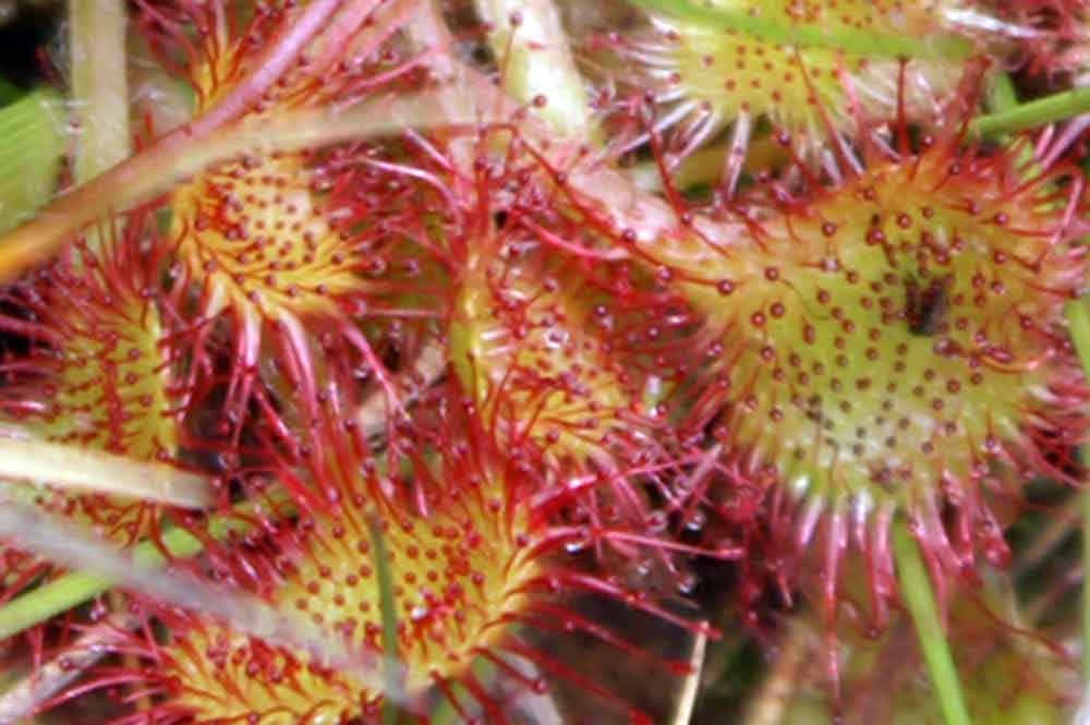 Drosera rotundifolia