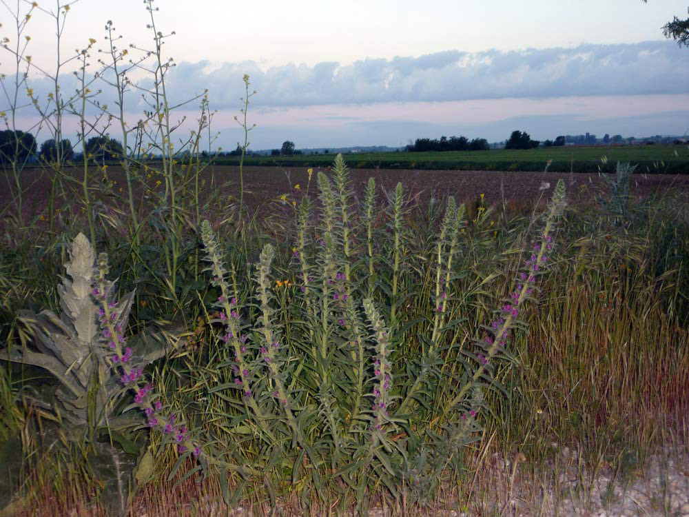 Echium?