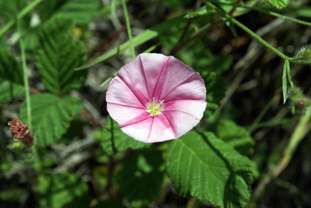 Appennino umbro - Convolvulus cantabrica