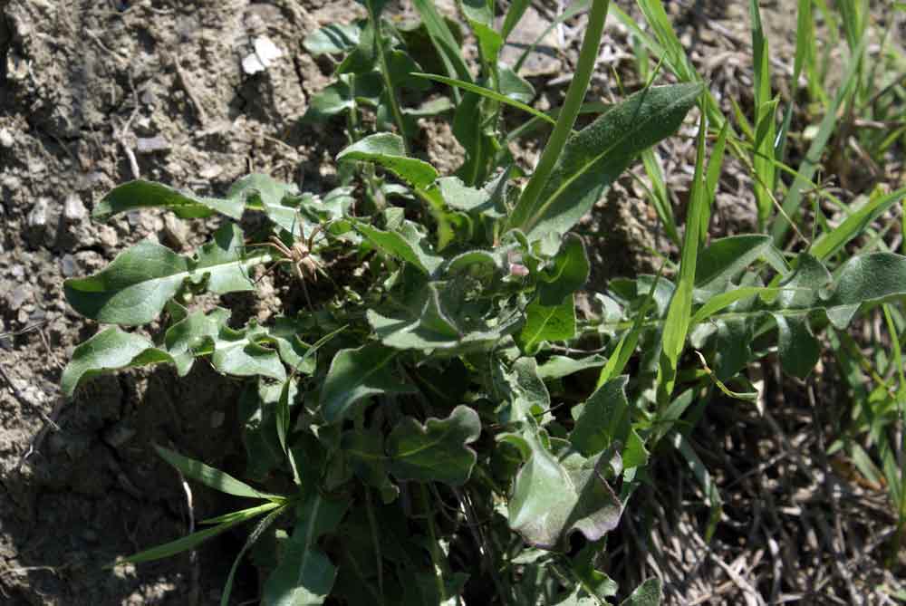 Appennino umbro: Urospermum dalechampii