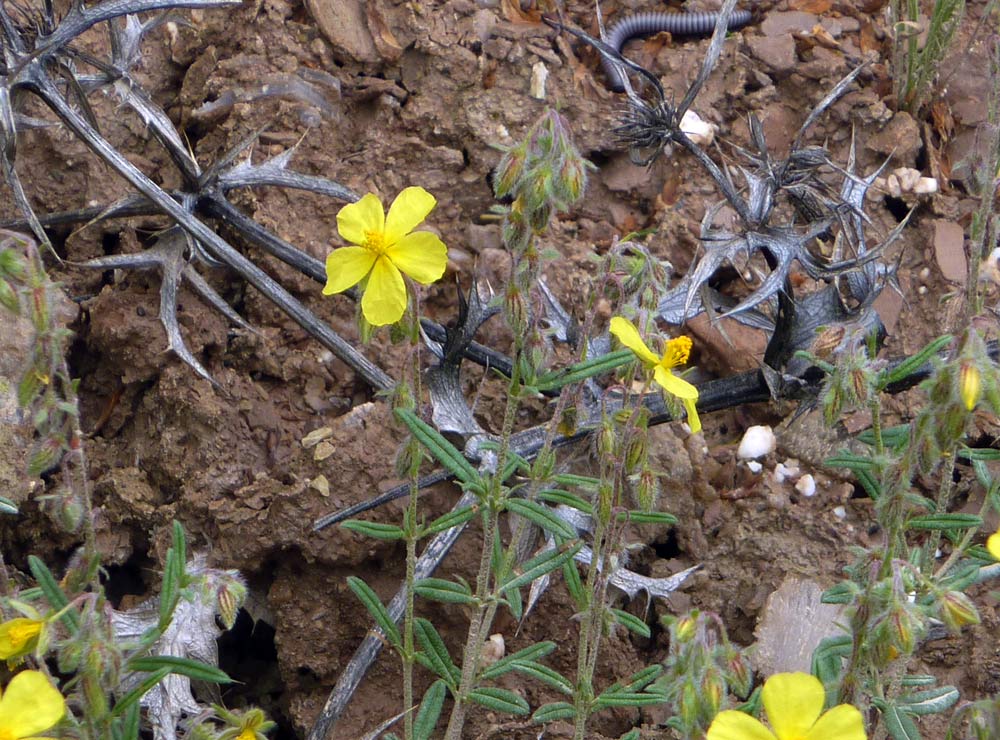 Helianthemum cfr.syriacum