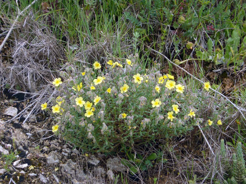 Helianthemum cfr.syriacum