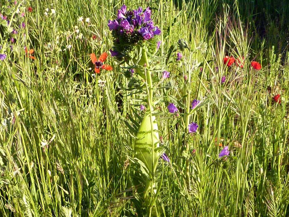 Fasciazione su Echium