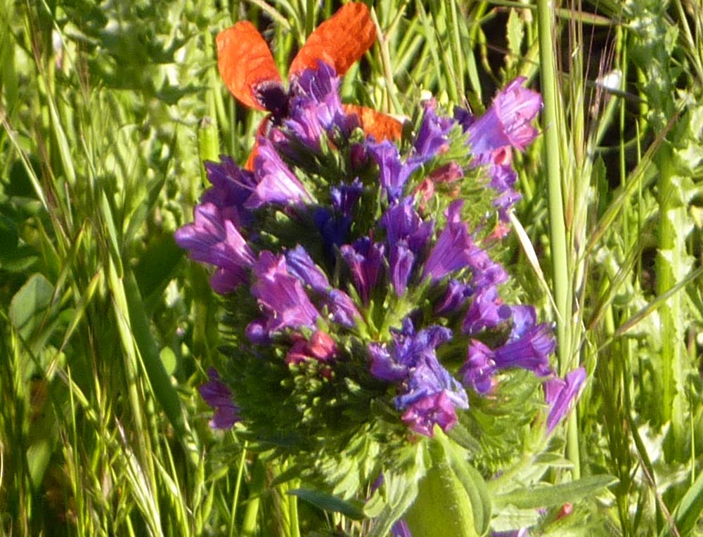 Fasciazione su Echium