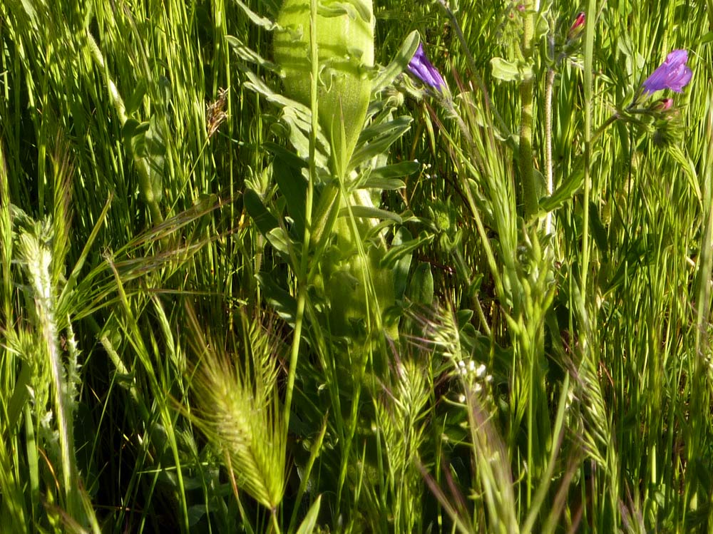 Fasciazione su Echium