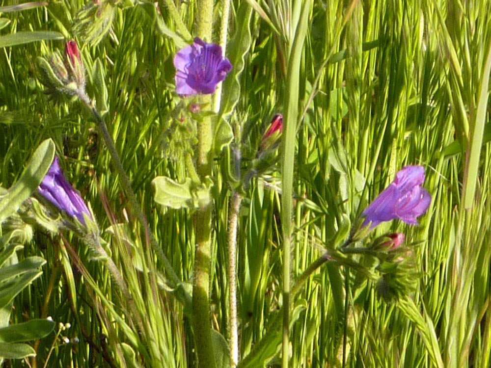 Fasciazione su Echium