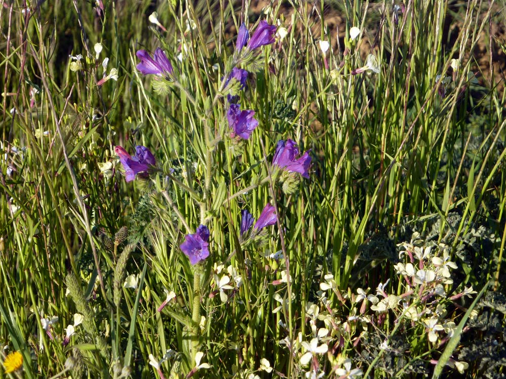 Fasciazione su Echium