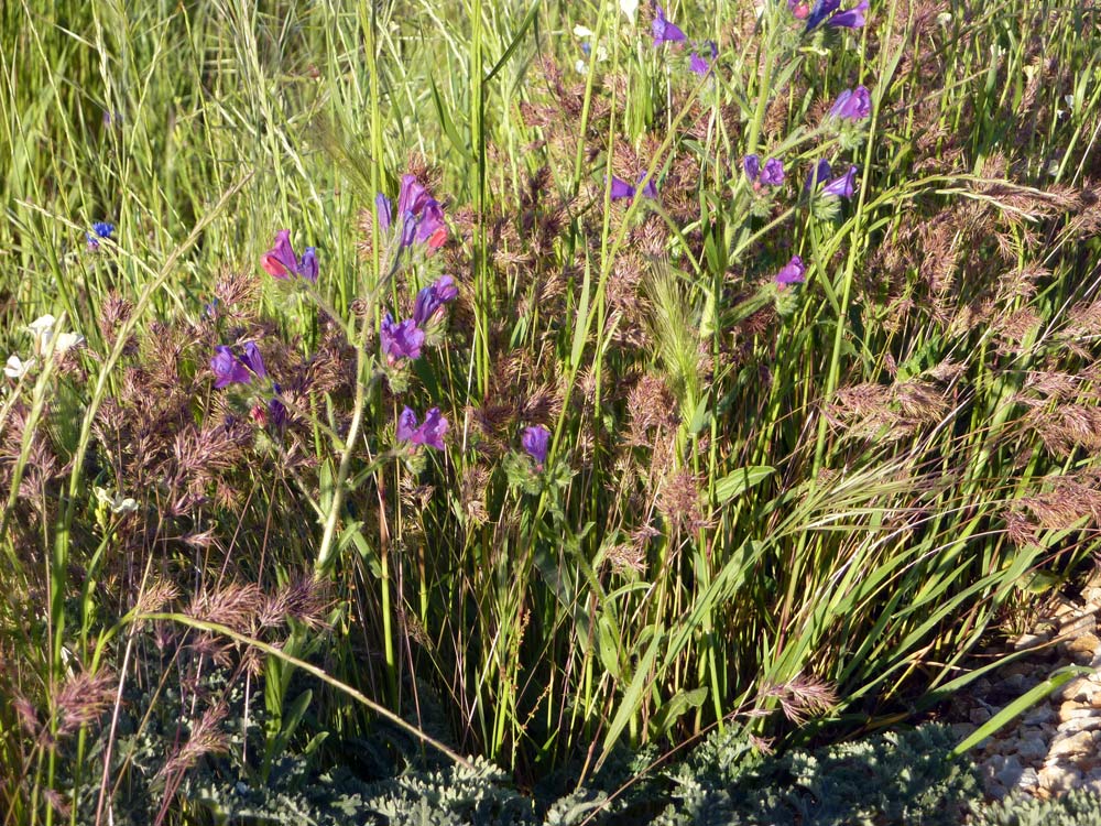 Fasciazione su Echium