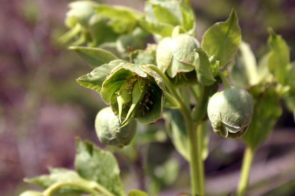 Helleborus foetidus