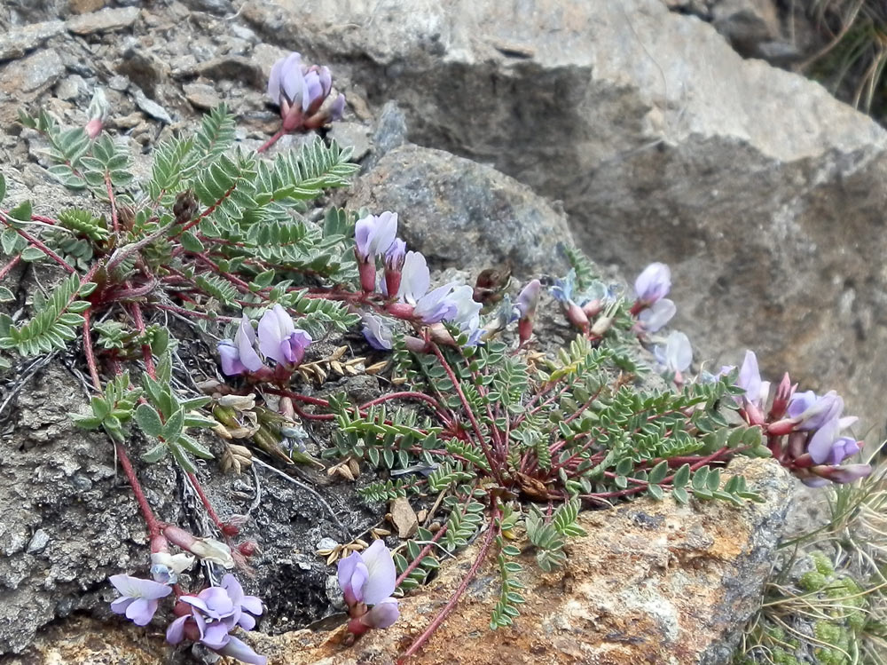 Oxytropis helvetica / Astragalo di Gaudin	