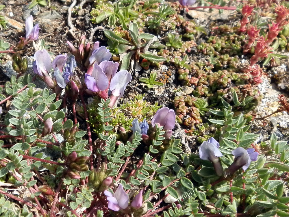 Oxytropis helvetica / Astragalo di Gaudin	