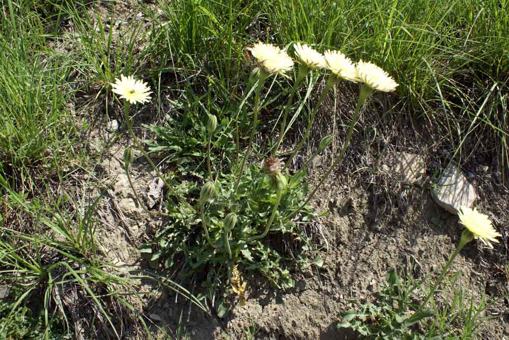 Appennino umbro: Urospermum dalechampii