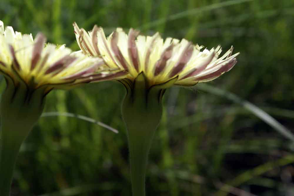 Appennino umbro: Urospermum dalechampii