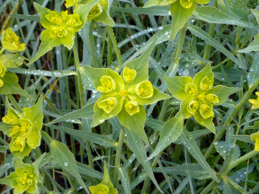 Euphorbia serrata / Euforbia dentata