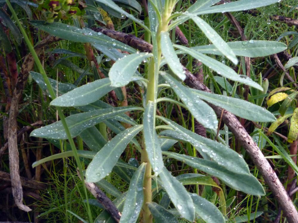 Euphorbia characias