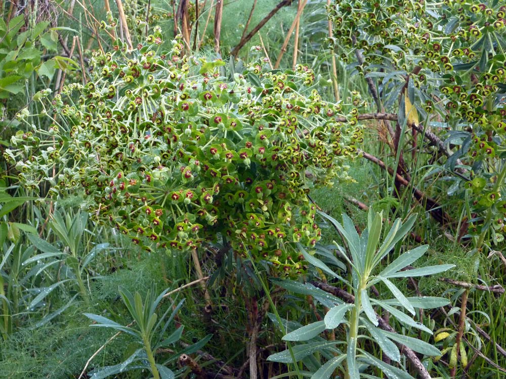 Euphorbia characias