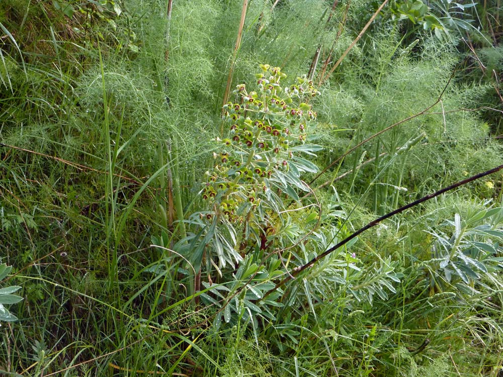 Euphorbia characias