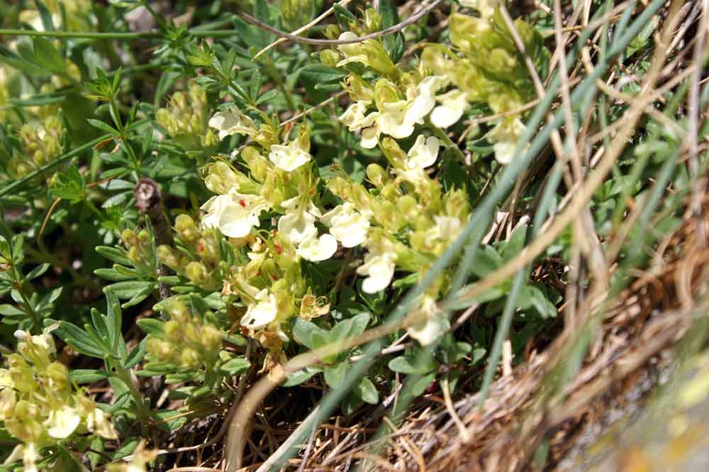 Euphrasia? no, Teucrium montanum