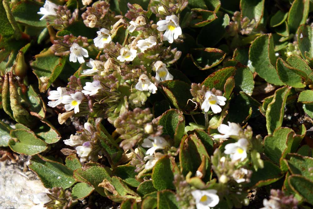 Euphrasia