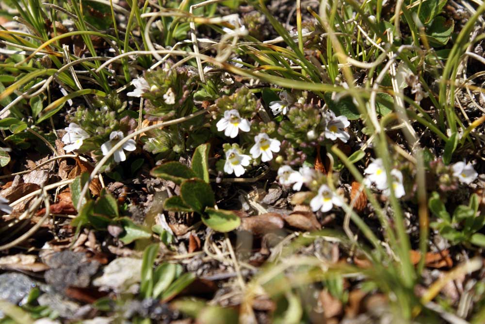 Euphrasia