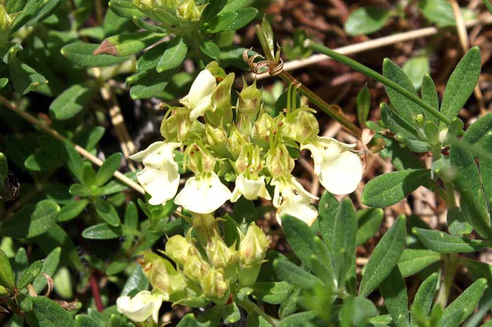 Euphrasia? no, Teucrium montanum