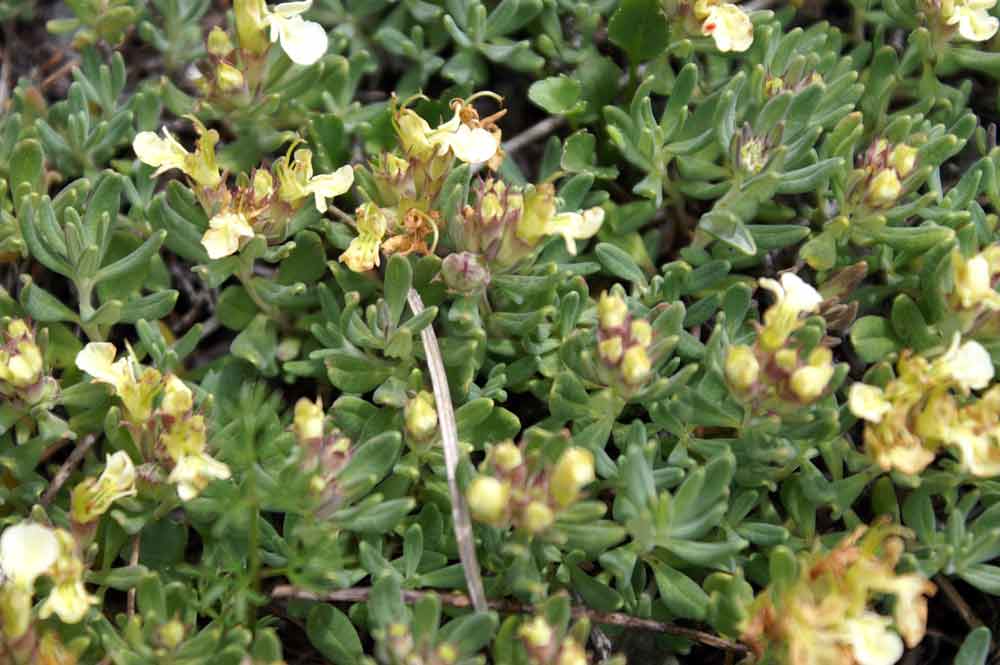 Euphrasia? no, Teucrium montanum