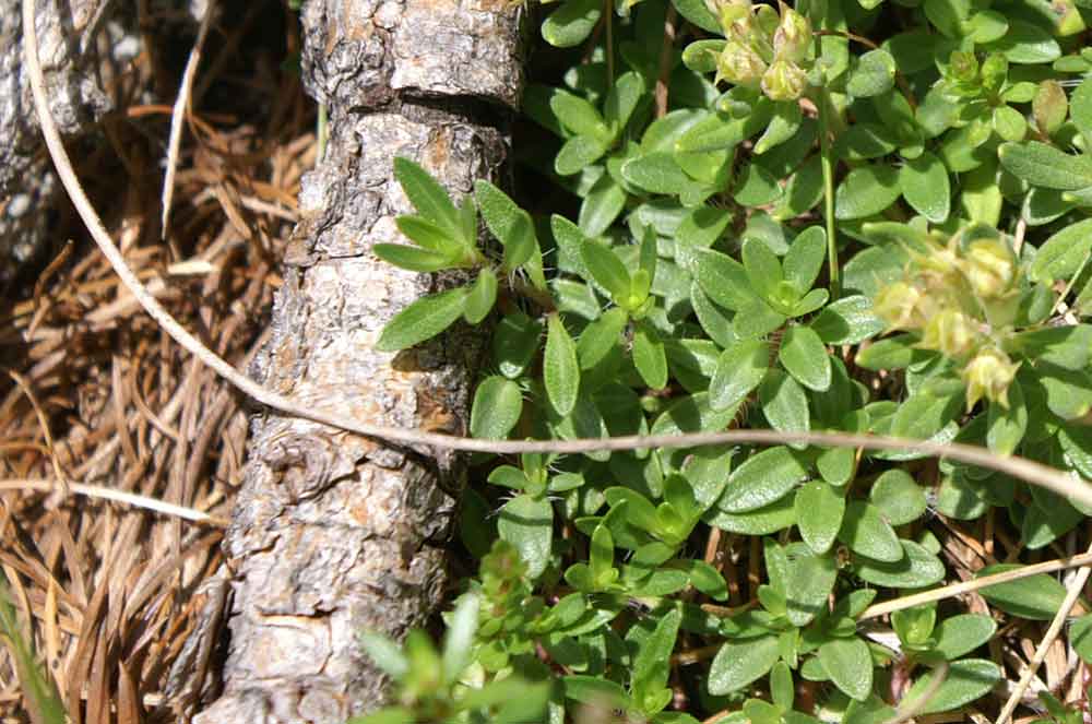 Euphrasia? no, Teucrium montanum