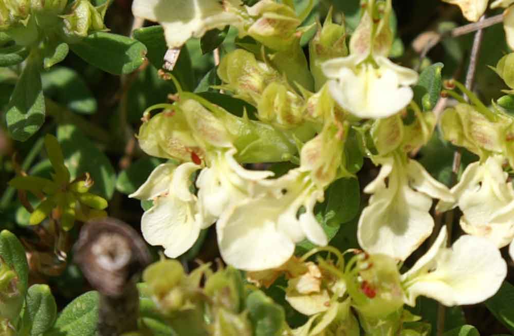 Euphrasia? no, Teucrium montanum