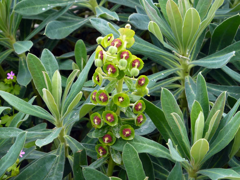 Euphorbia characias