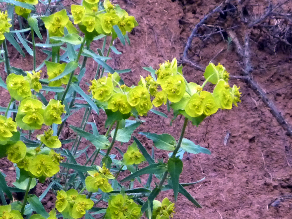 Euphorbia serrata