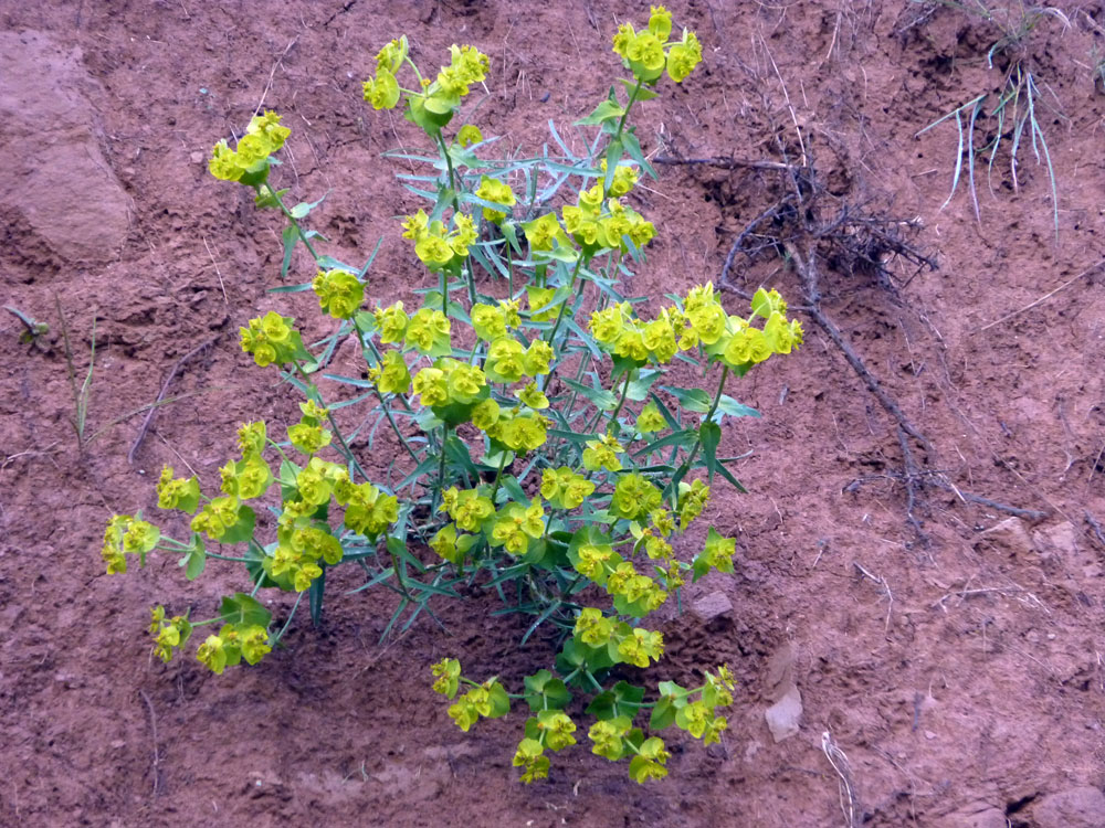 Euphorbia serrata