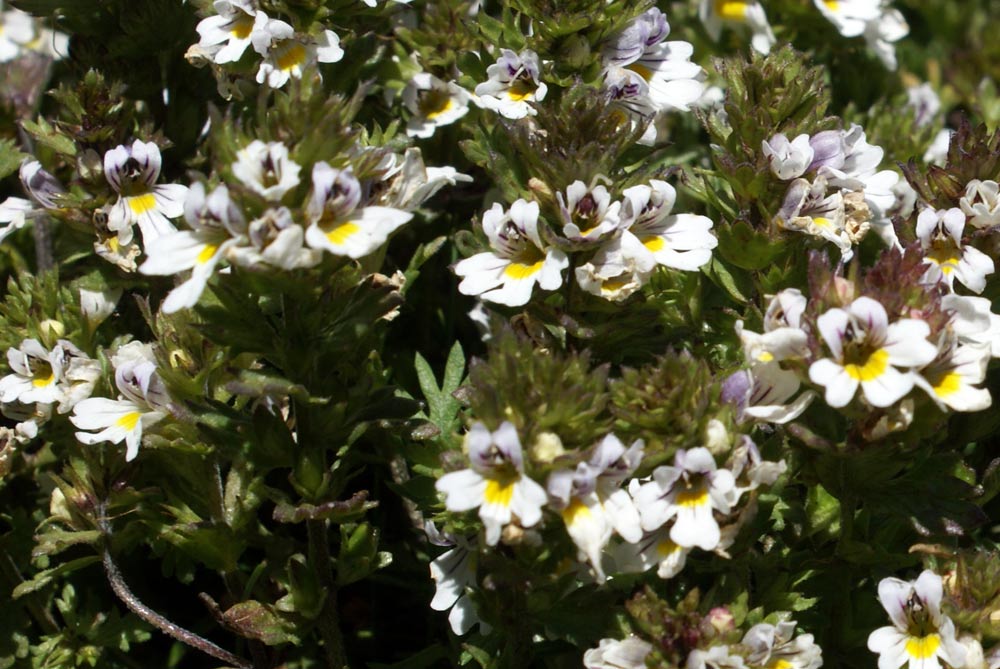 Euphrasia